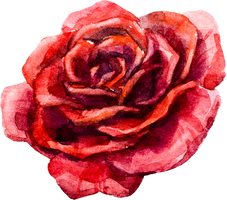 Red watercolor rose