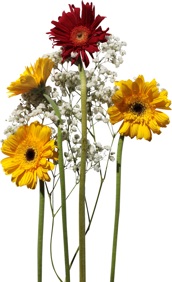 Long Stemmed Daisies and Baby's Breath