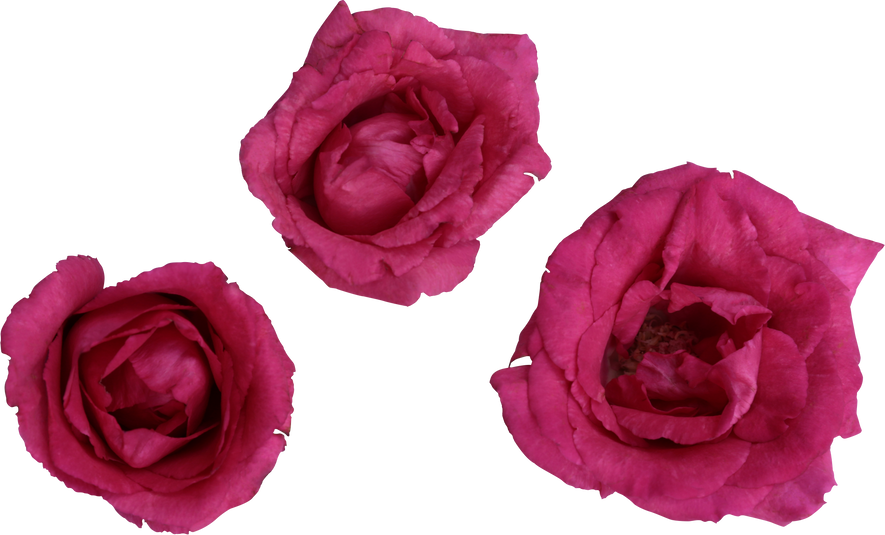 Three Pink Roses